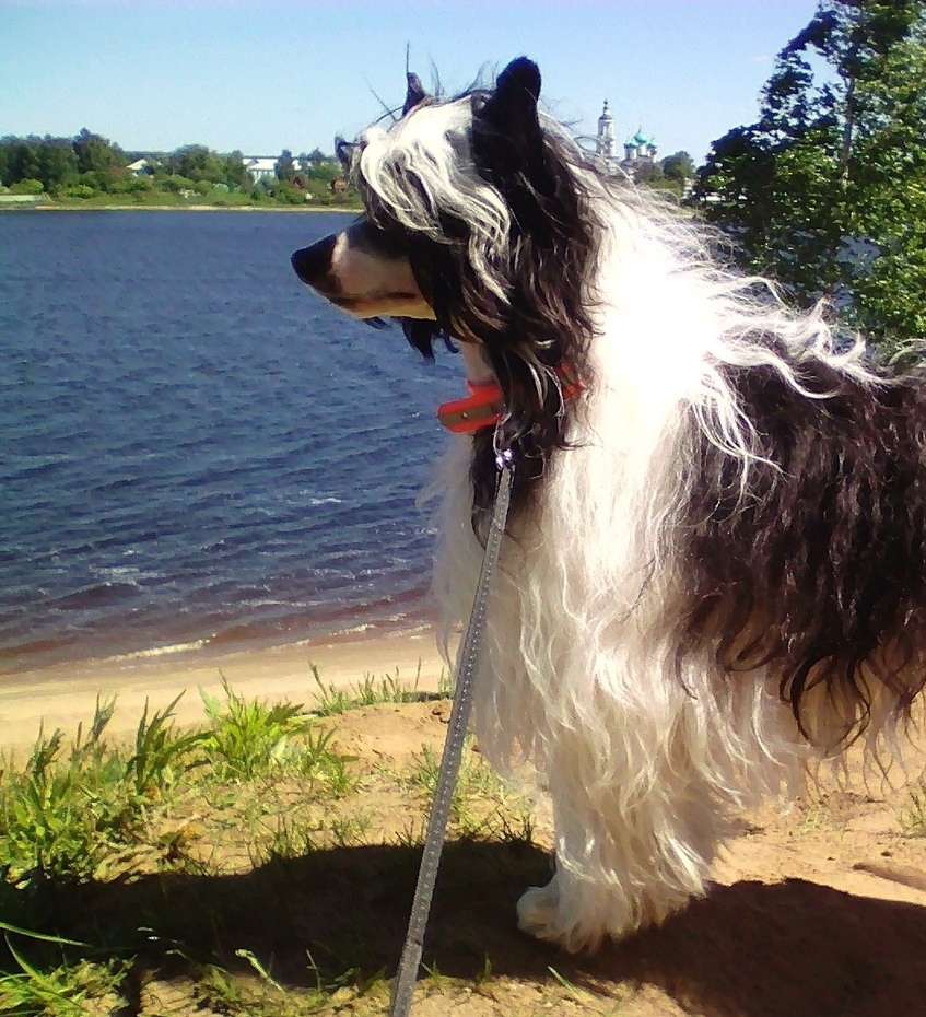 CHarl's ? Ton dlya Liris