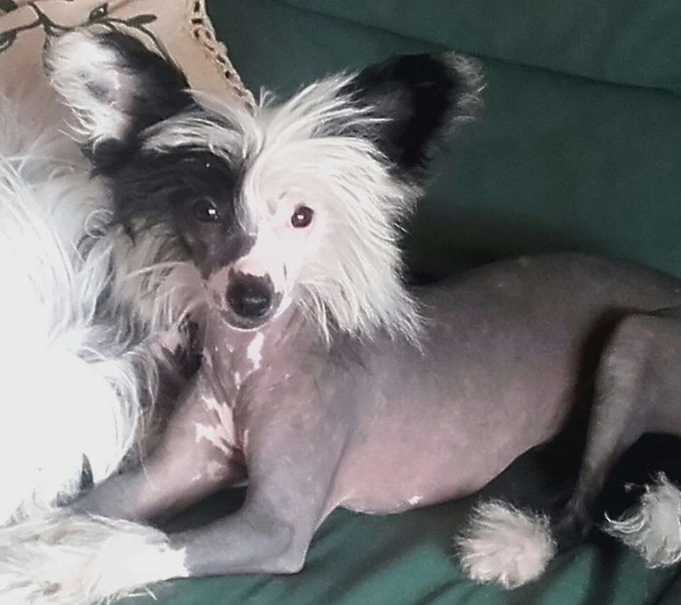 pufflepaws pandora sex bomb