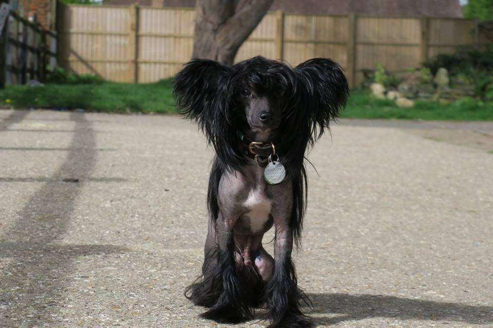 CHest' Imeet dlya Liris