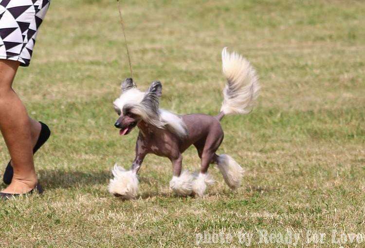 Rosa Diamante Gattaca