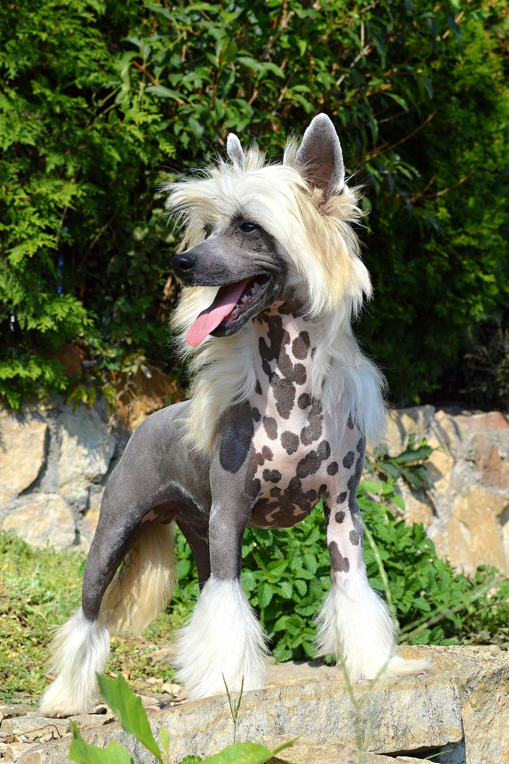 Christian Lacroix z Andelovy dlane