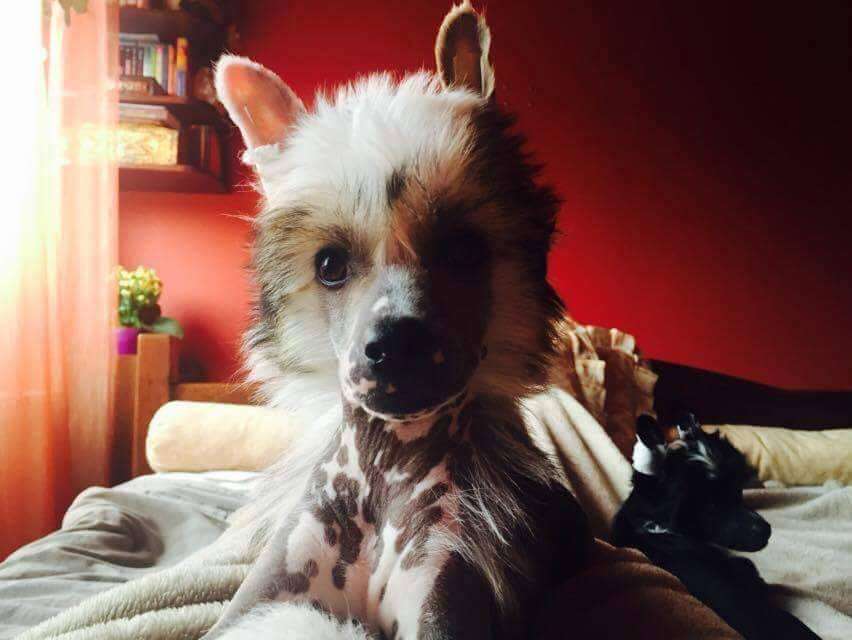 Adrinn Angel's Fantasia