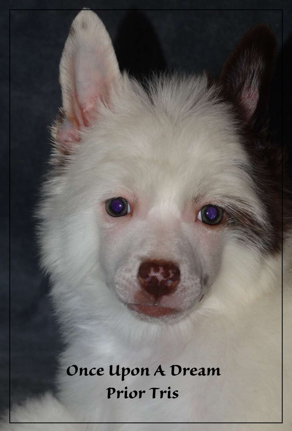 Once Upon A Dream¨Prior Tris