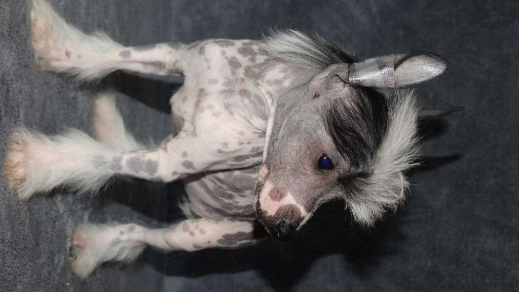 Once Upon A Dream Pacifist Johana