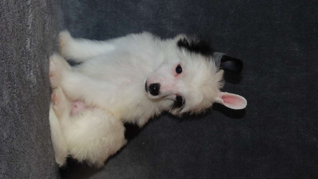 Once Upon A Dream Peeta Mellark