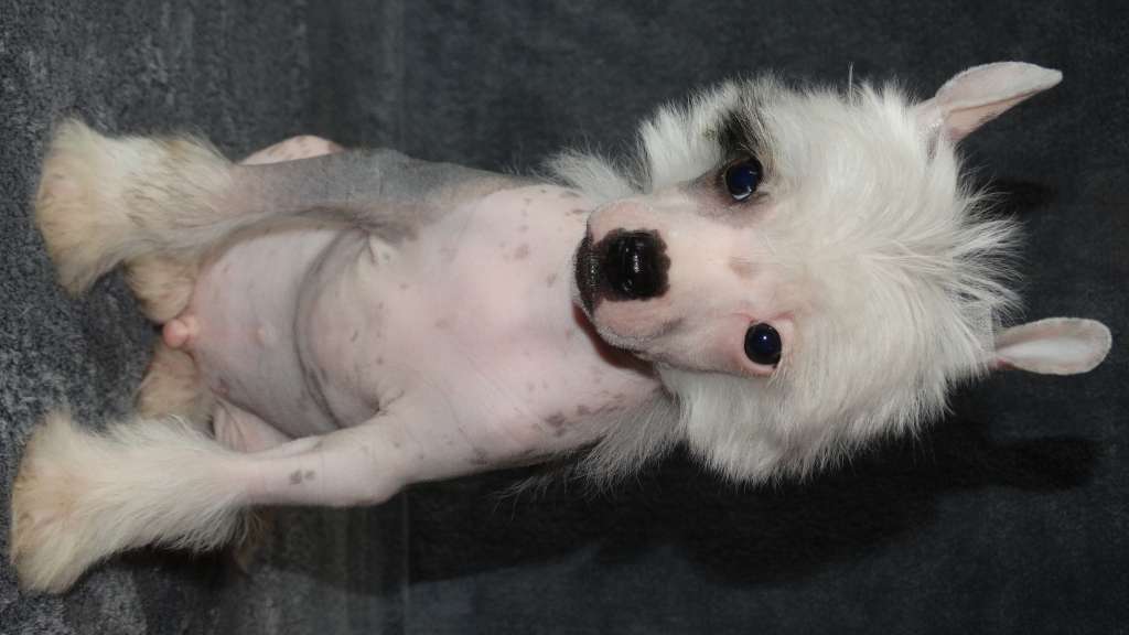 Once Upon A Dream Paylor Captain