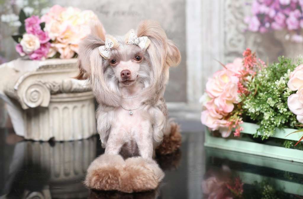 Ovatii Meggi ( Mini)