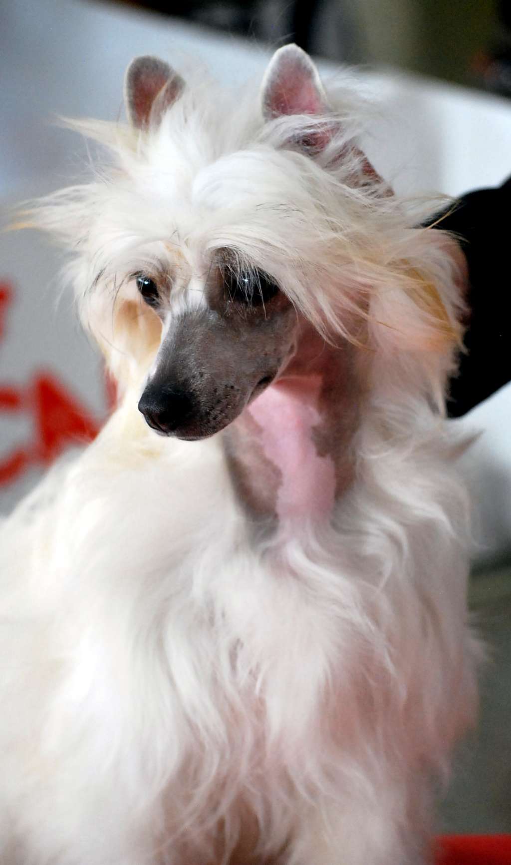 Little Dog Of Dream Maiora