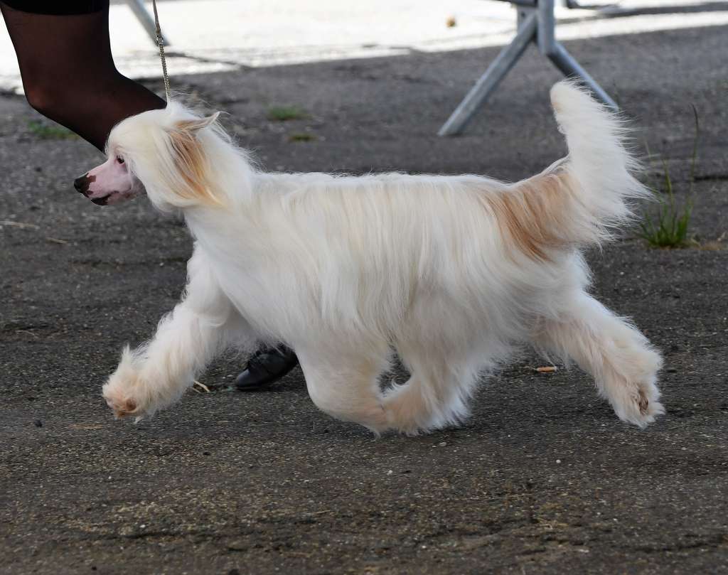 Little Dog Of Dream Mateo