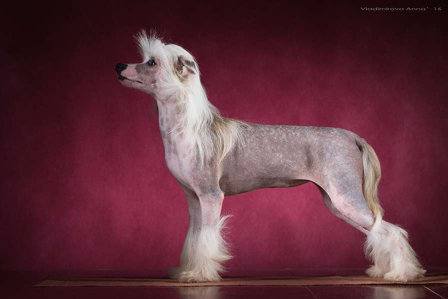 Angel O' Check Rumba.