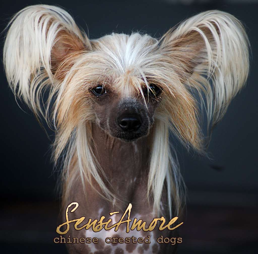 Dame Un Beso Sensiamore