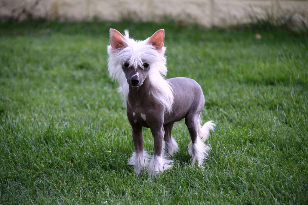 India King of Diamonds