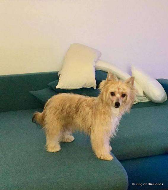 Iladia King Of Diamonds