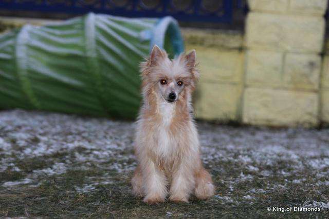 Ilana King of Diamonds