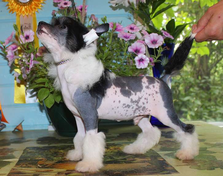 Angel O' Check Russkii Vityaz