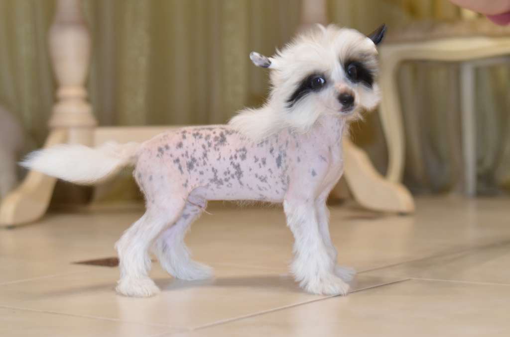 Illarion Bonus Westtai