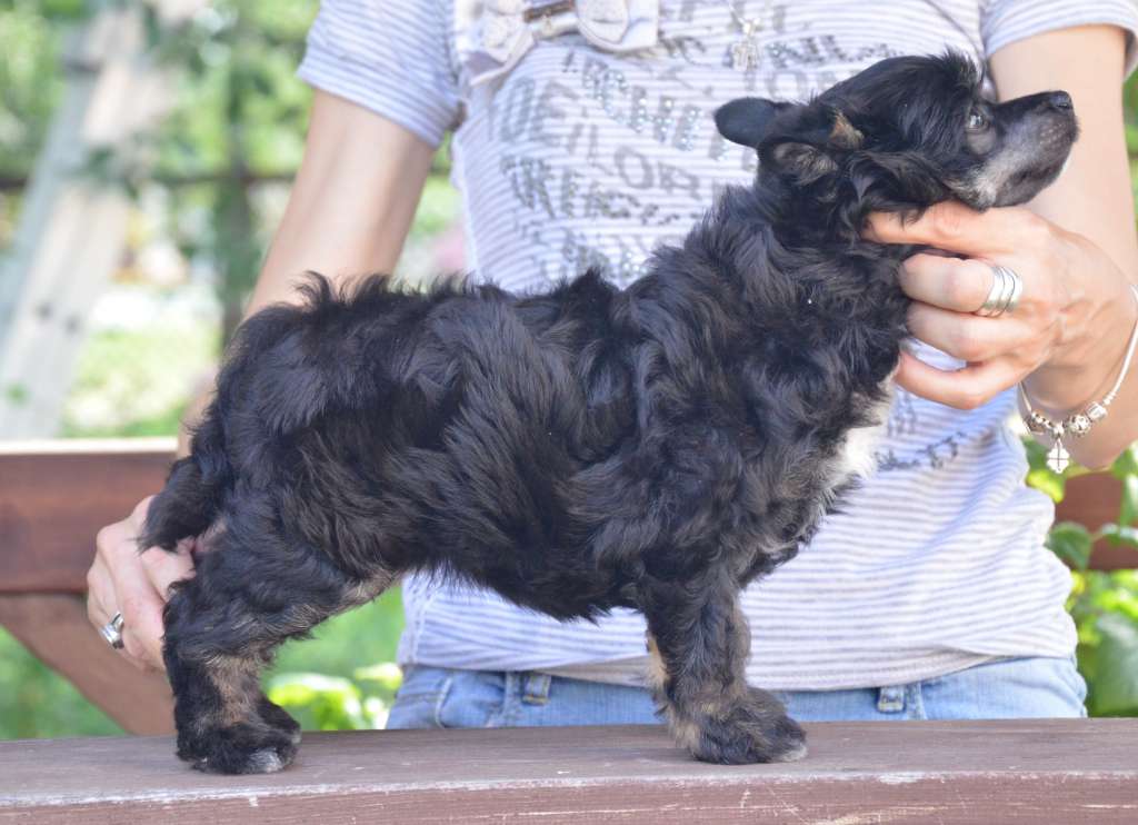 Kamila Bonus Westtai