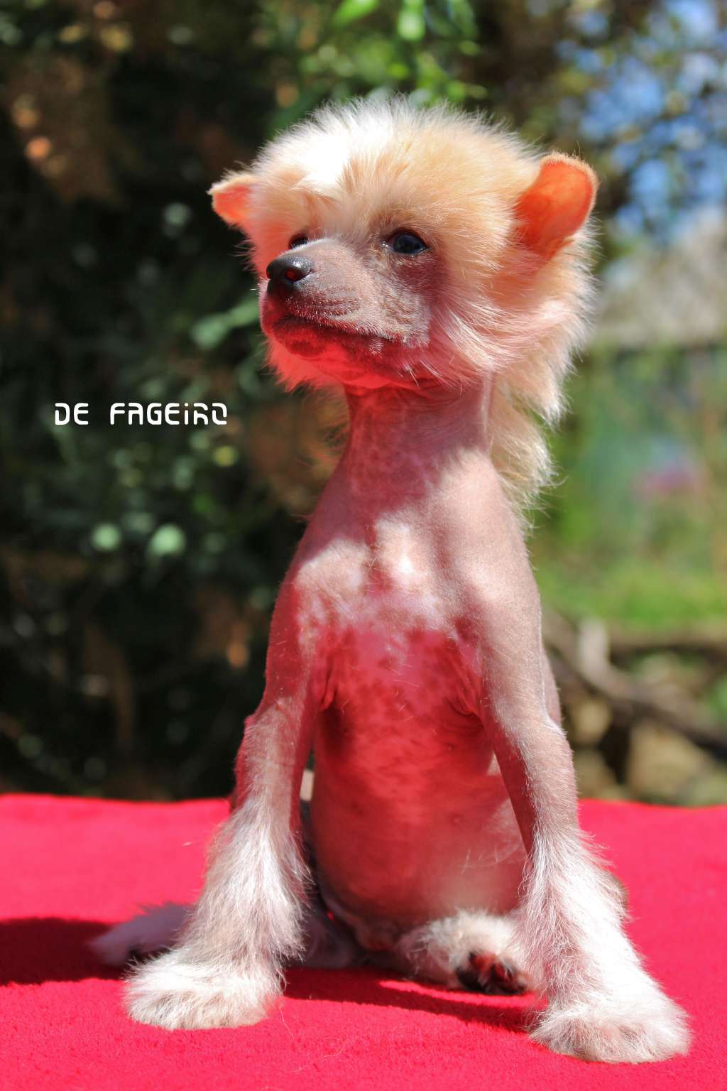 Cloud Nine, Summer Snow de Fageiro