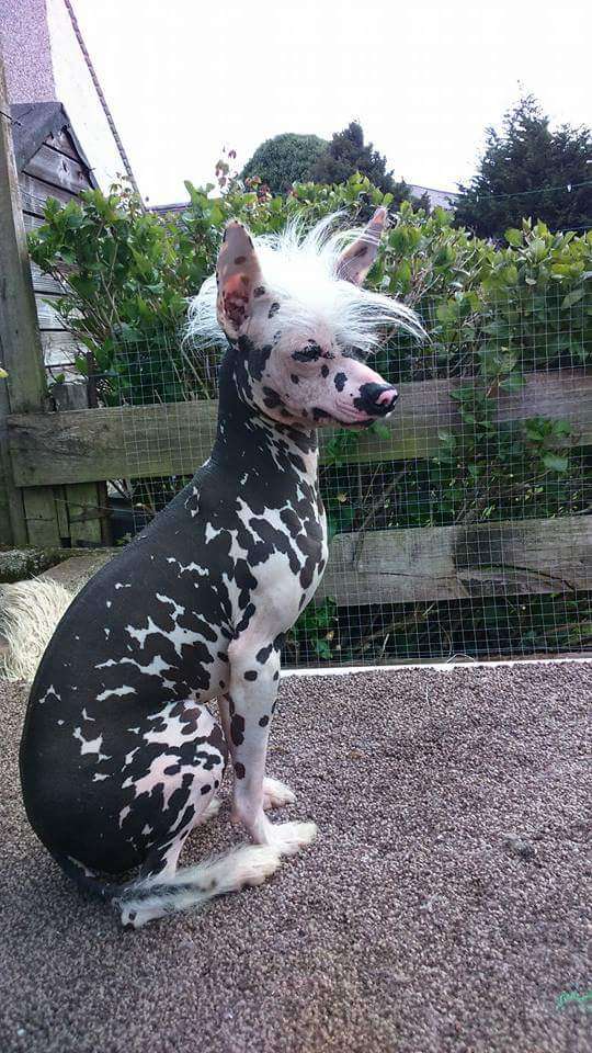 Suaisa captain beaky