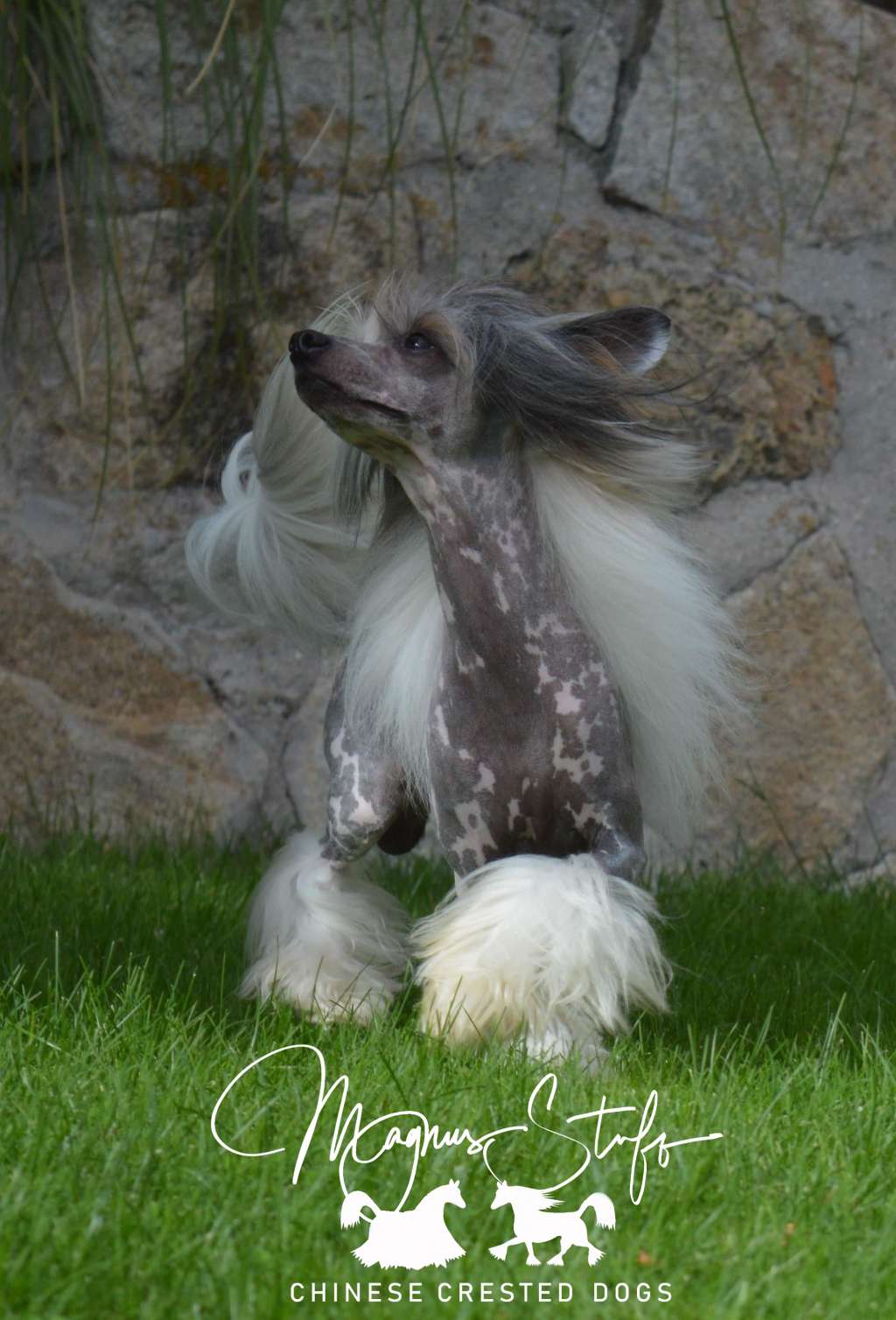 JCH MultiCH Magnus Staff Pirate Attack