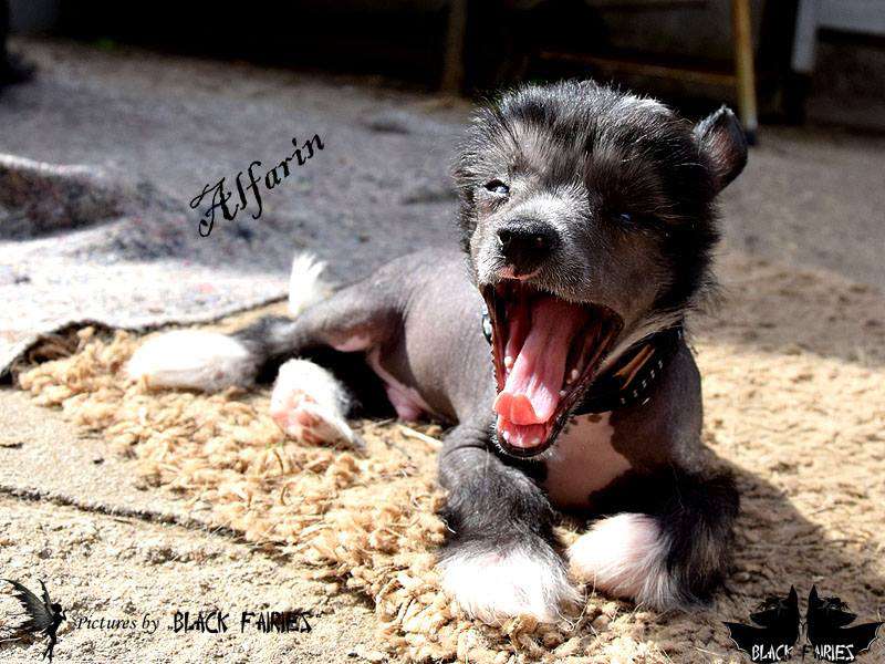 Alfarin from *Black Fairies*