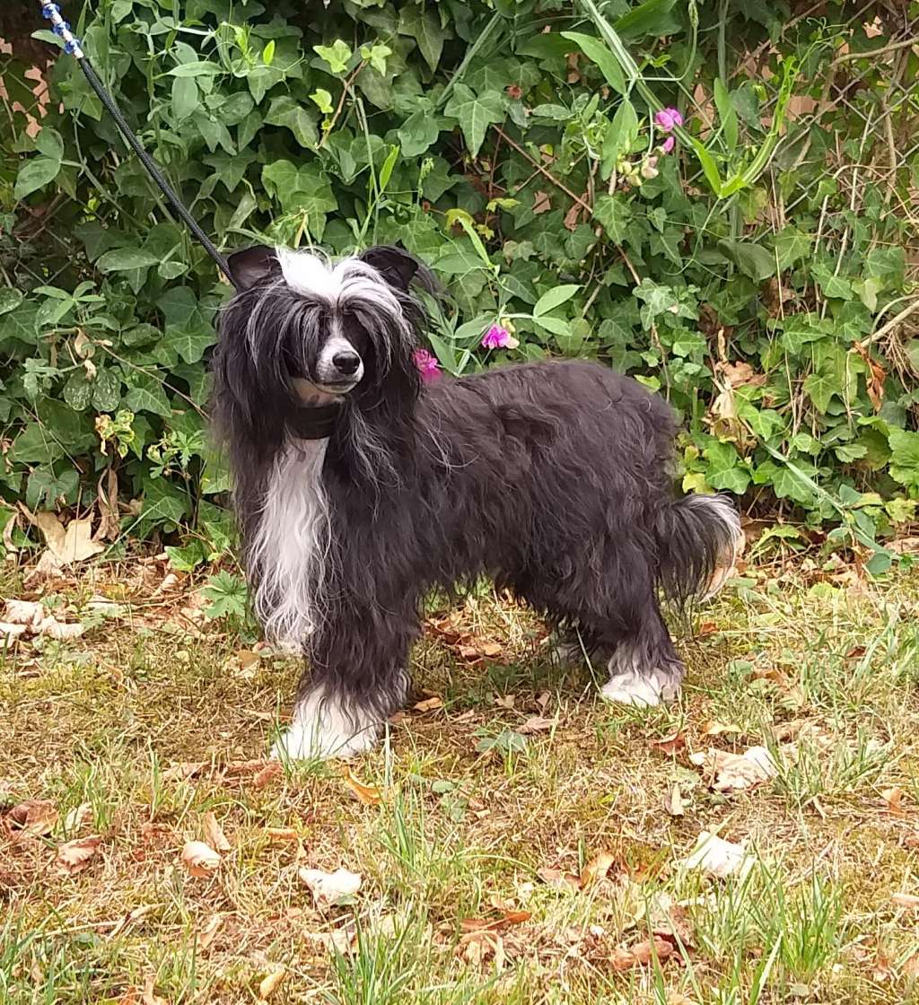 Arwen from *Black Fairies*