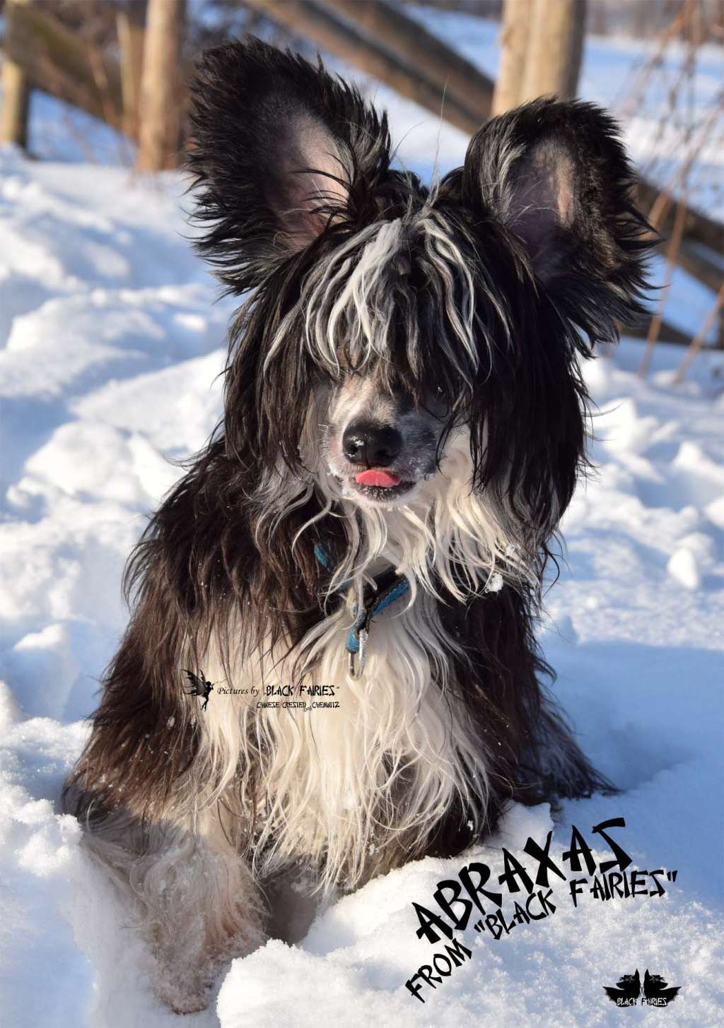 Abraxas from *Black Fairies*