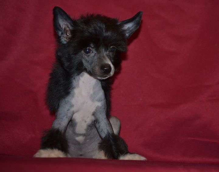 Ketrin  Kristol Gabriella