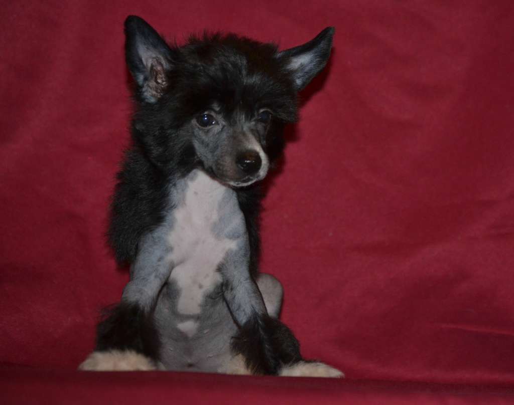 Ketrin  Kristol Gabriella