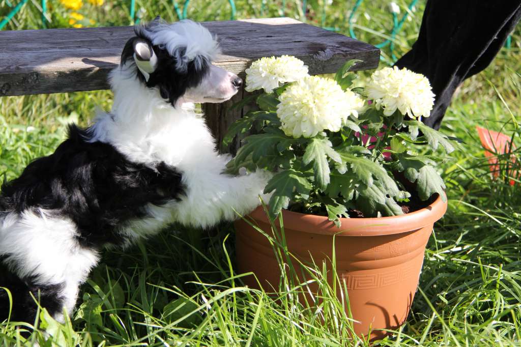 Show Galaktika Embrace of Love...