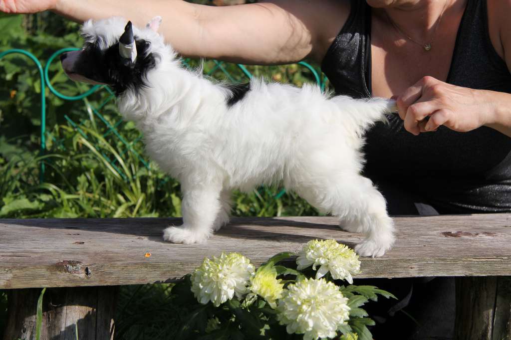 Show Galaktika Exelent White...