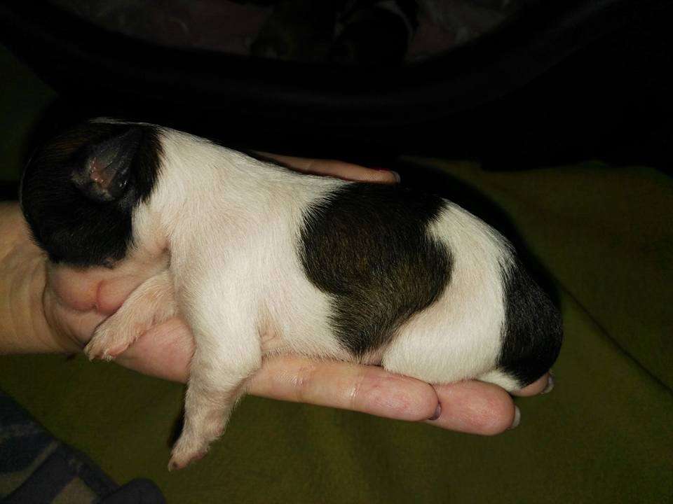 Agatha Christie Fenix de Fuego