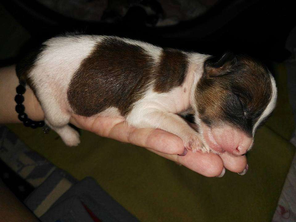 Aston Martin Fenix de Fuego