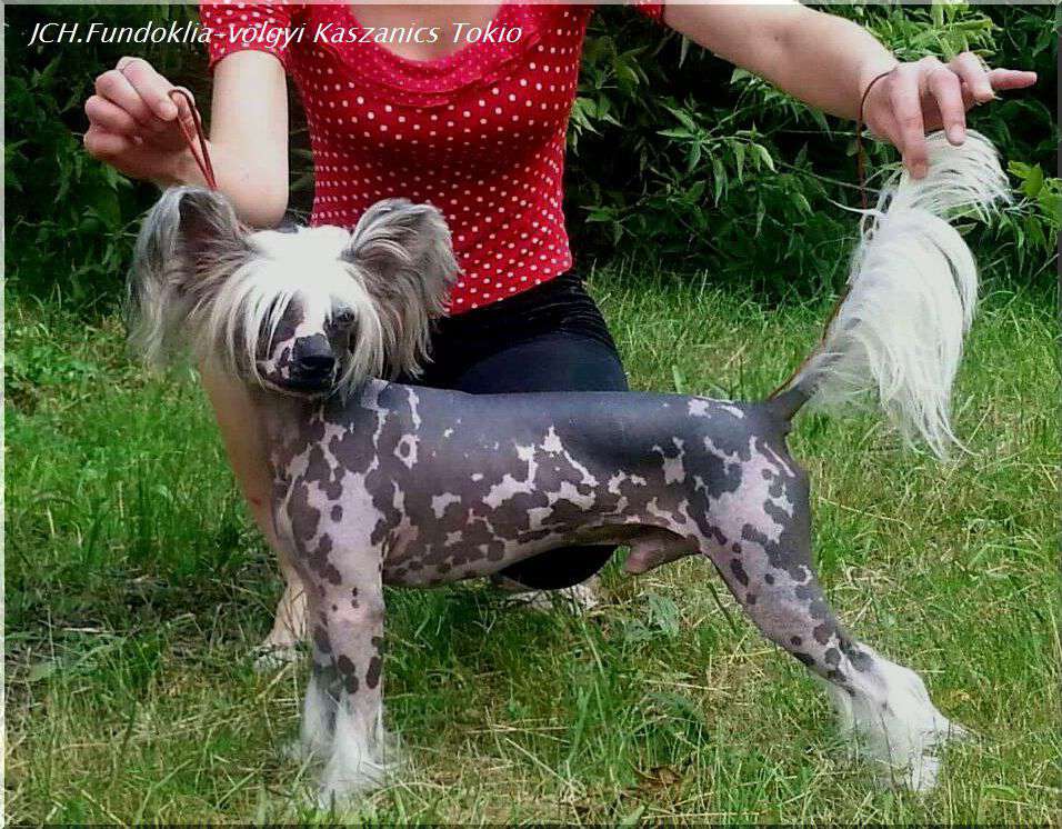 Fundoklia-völgyi Kaszanics Tokio