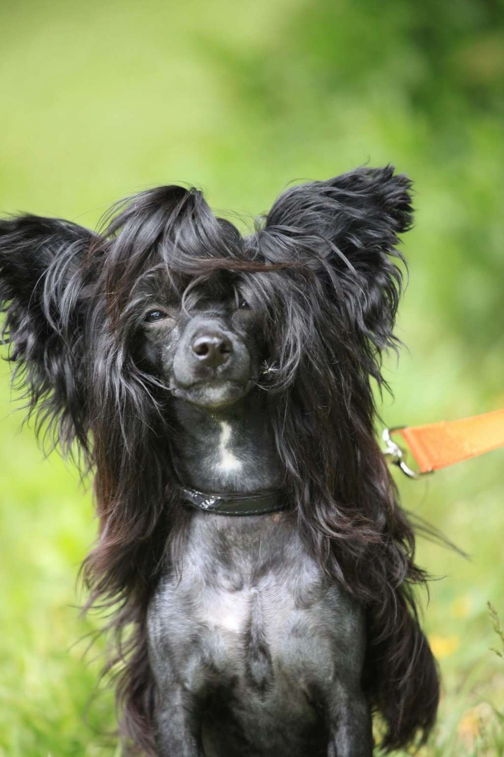 Charuyuschiy Soblazn Granni Telli