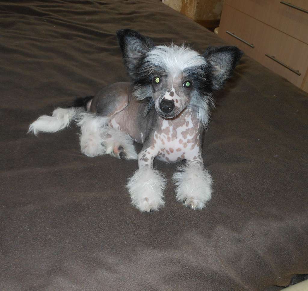 Charuyuschiy Soblazn Daykiri