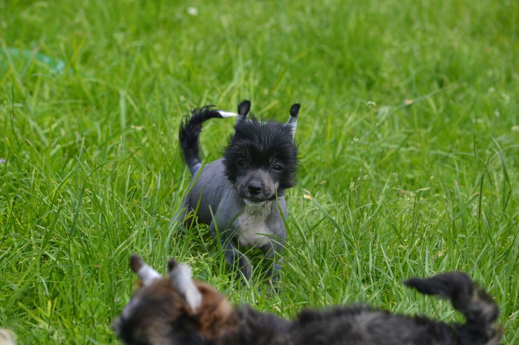 Maidens Dream de L'Orée des Rêves