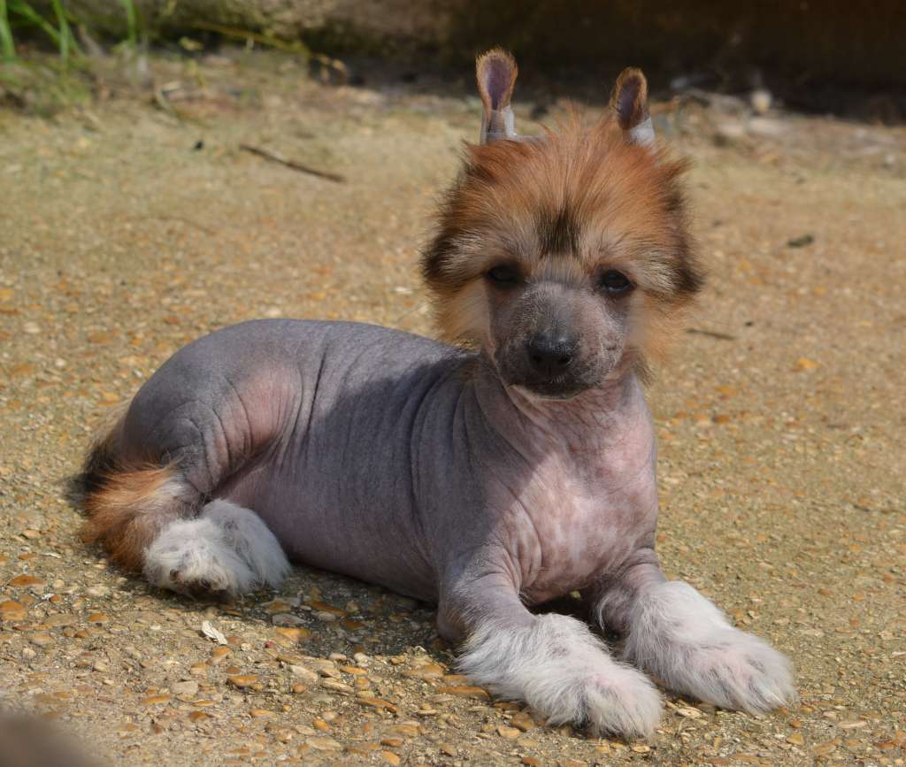 Mahayana de L'Orée des Rêves