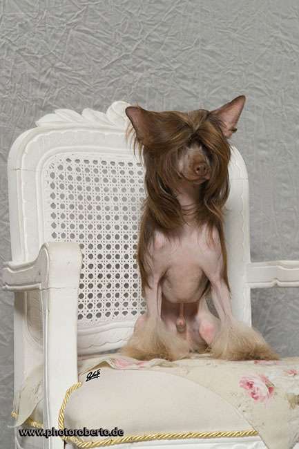 Genius Gintaro Magija