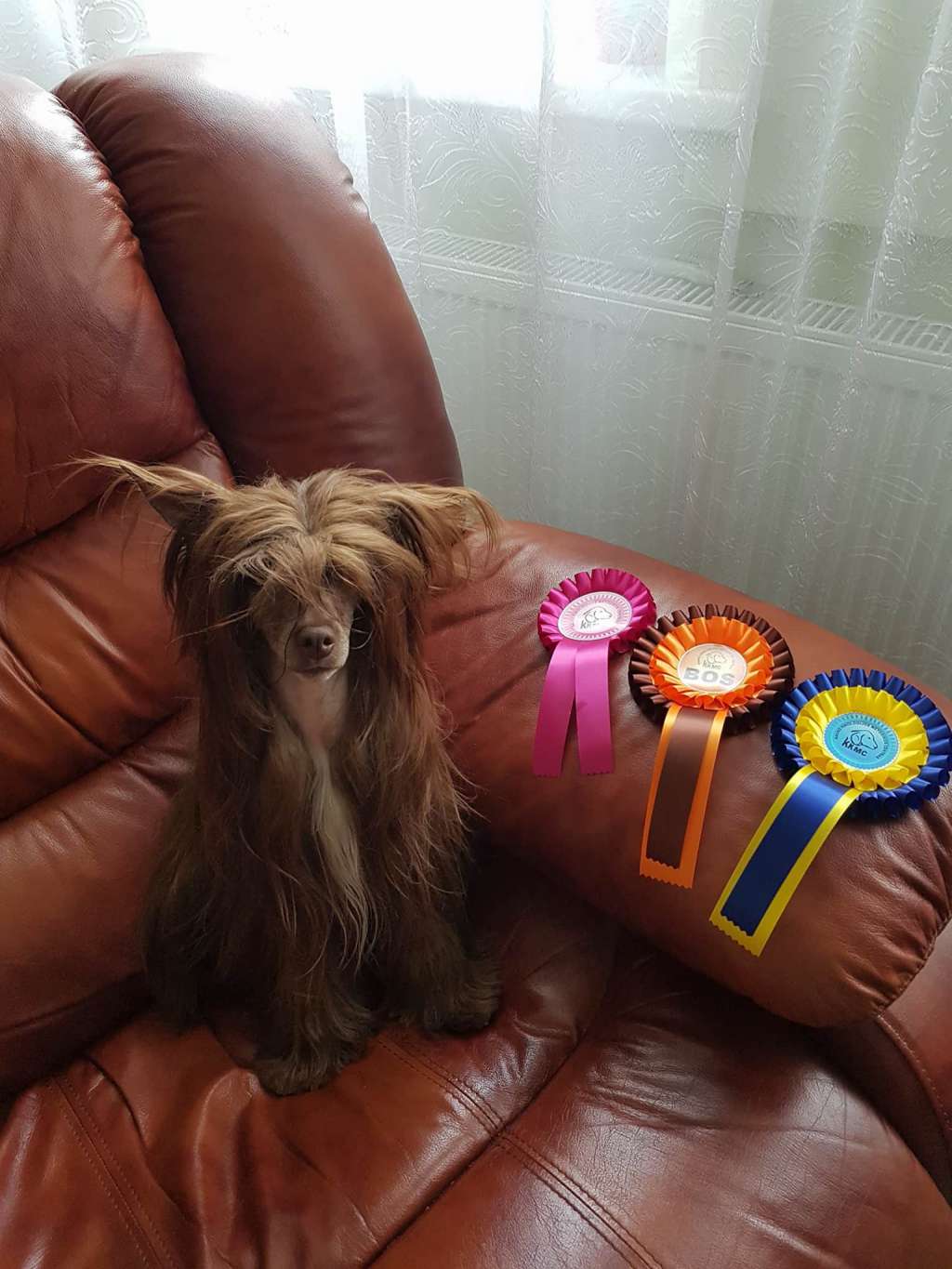 Galaxy Gintaro Magija