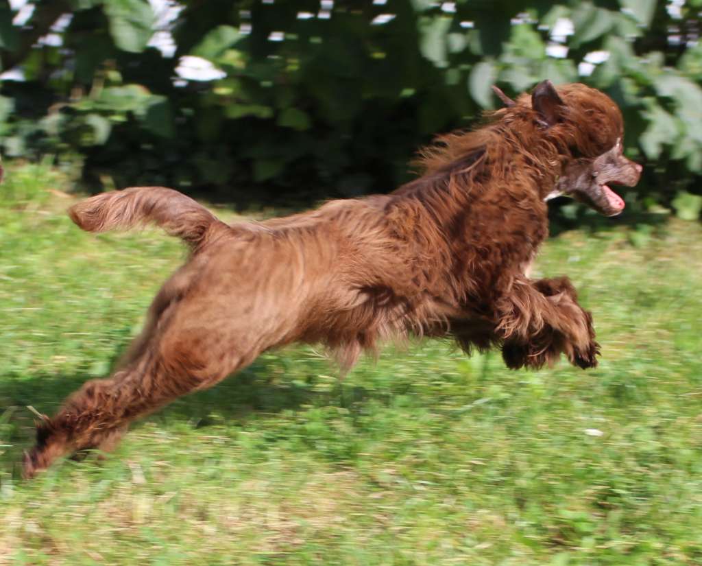 Goldilocks Gintaro Magija