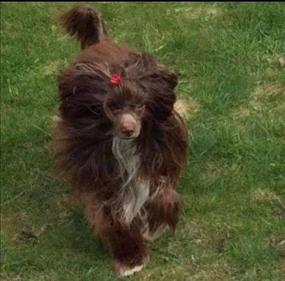 Graziella Gintaro Magija