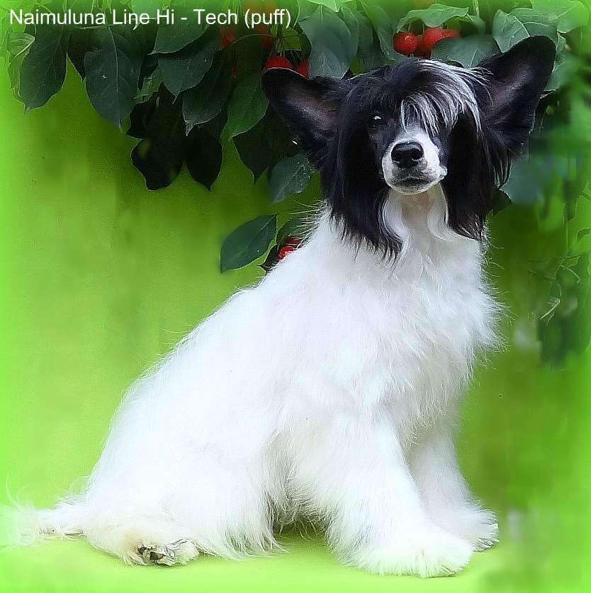 Naimuluna Line Hi - Tech (puff)