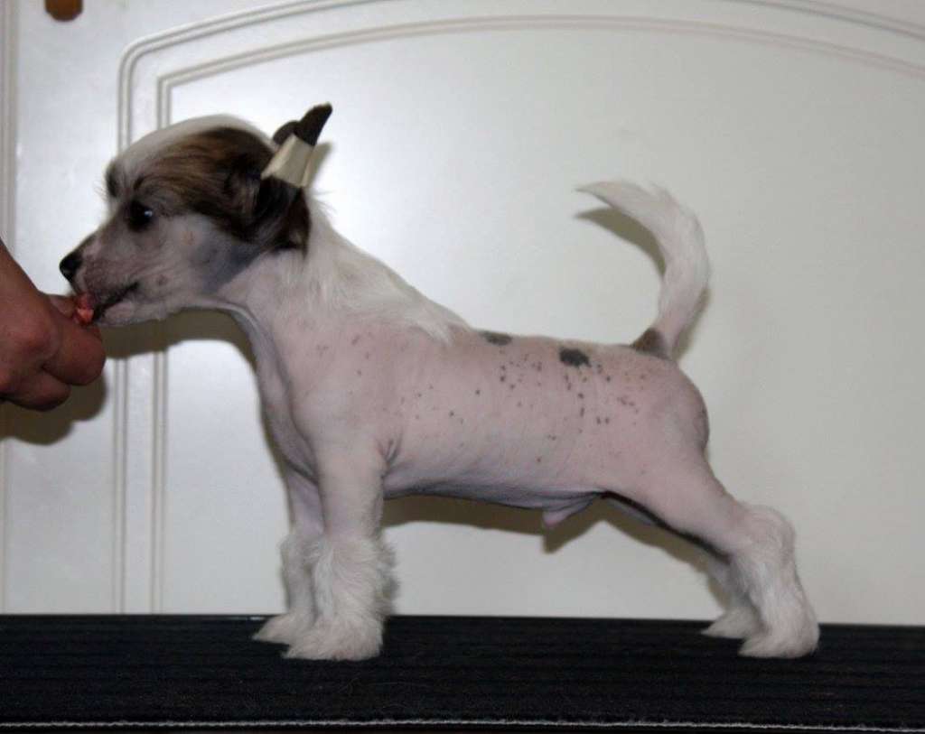 Viuvaun I Can I Will