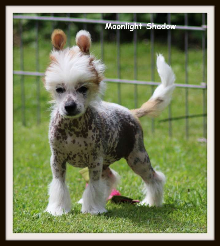 moonlight shadow du pavé de varennes