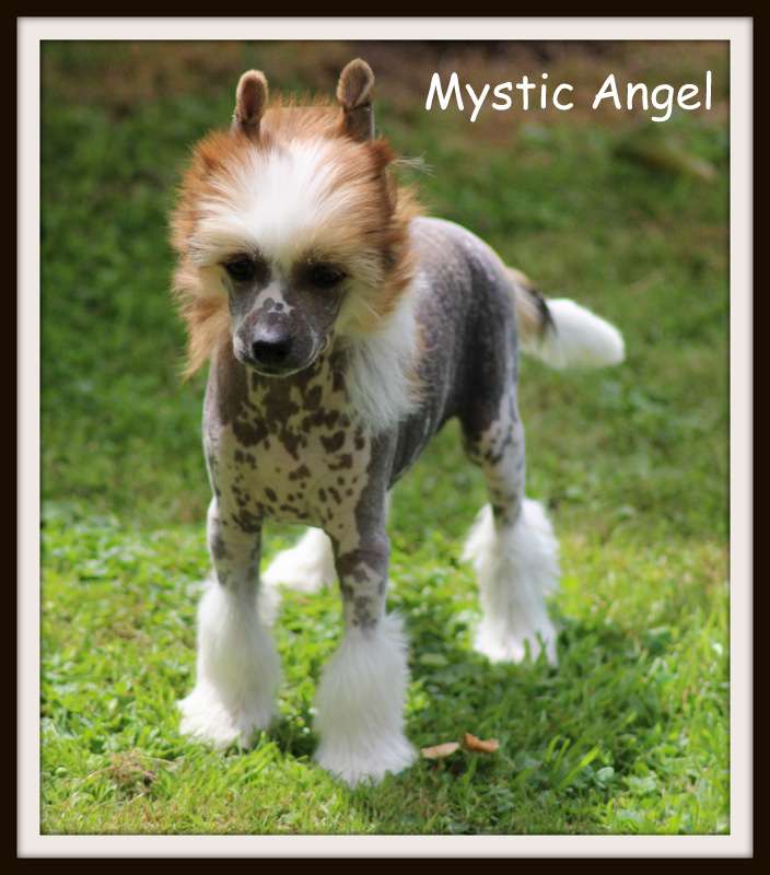 mystic angel du pavé de varennes