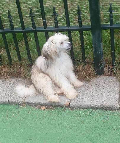 Crystal Hypno Dogs Asteria