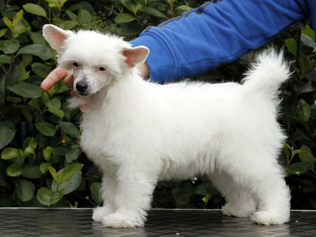 Crestiny's Icebreaker