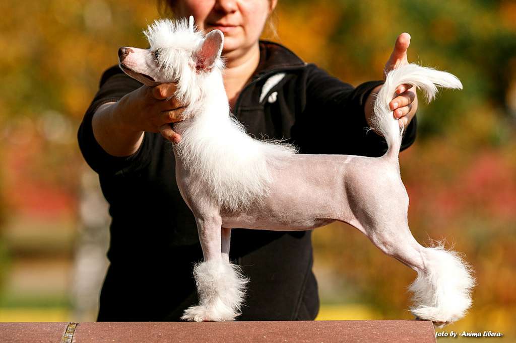 Sol'tanto Delight of Love