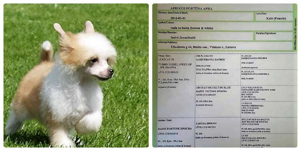 Afrikos Fortuna Apha